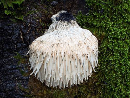 Lion's Mane